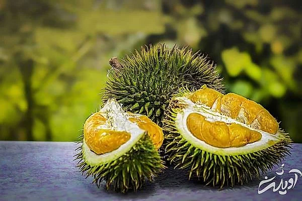 خواص خارگیل 